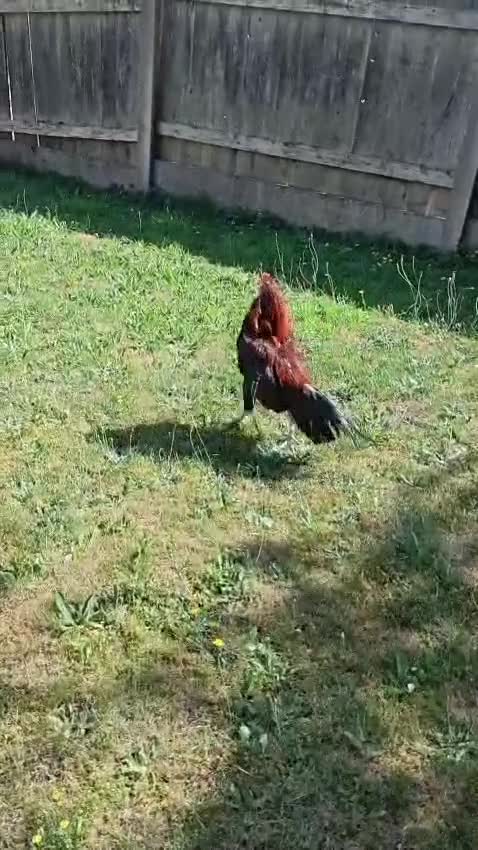 Chickens poultry for sale: 🌟Imported egg Aseel Rooster🌟 - Video 3