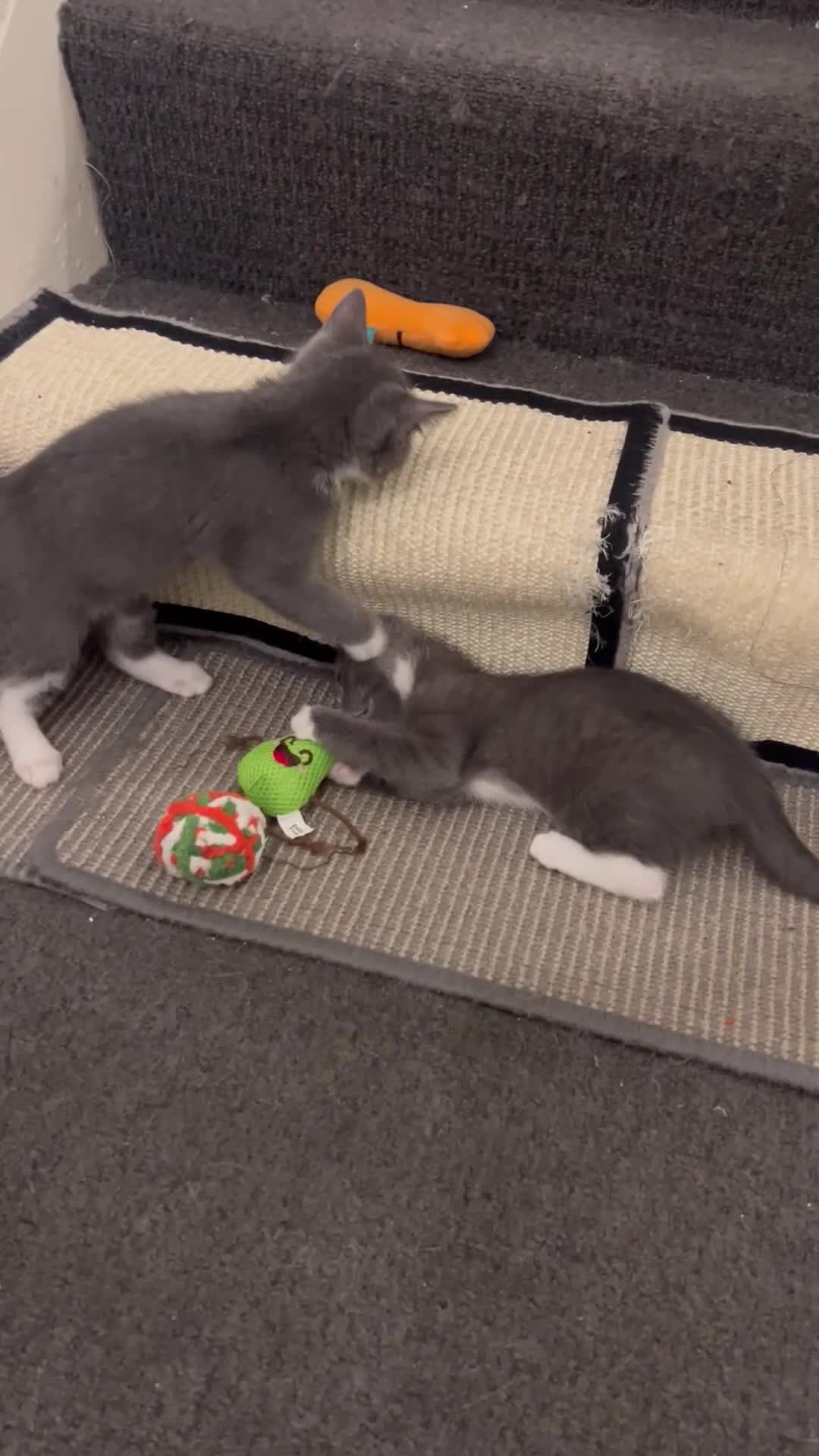 Ragdoll cats for sale: Adorable Ragdoll kittens ( mixt) for sale - Video 2