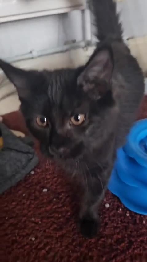 Maine Coon cats for sale: Kittens x 3 Female maine coon stunning girlies - Video 2