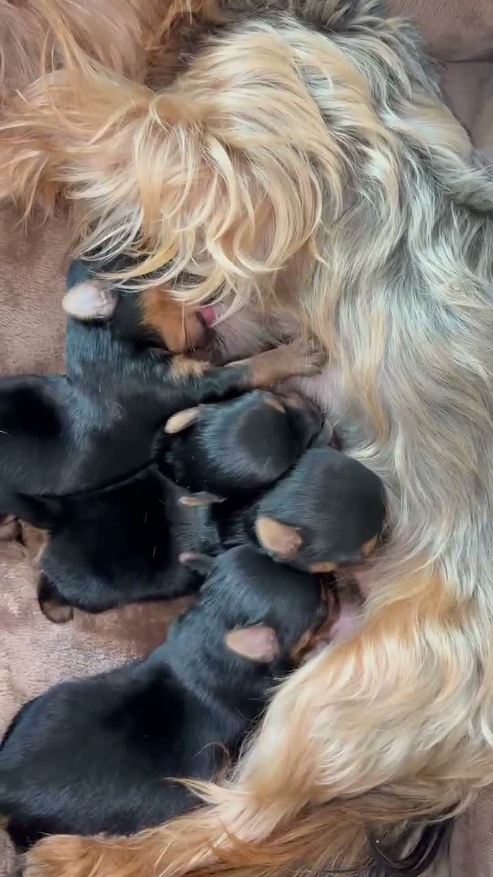 Yorkshire Terrier dogs for sale: Yorkshire terrier puppy’s  in Maidstone - Video 1