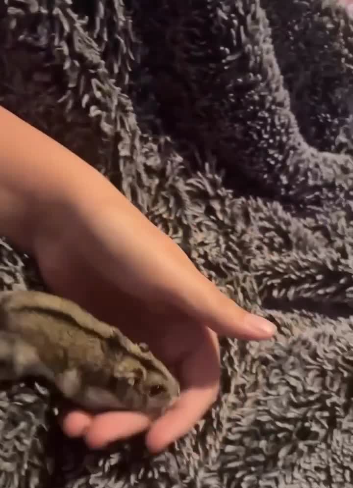 Hamster rodents for sale: Dwarf hamster in Sandy - Video 1