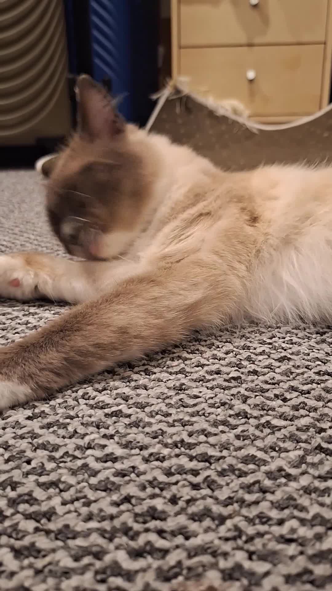 Ragdoll cats for sale: Stunning pure ragdoll male ❤️ - Video 1