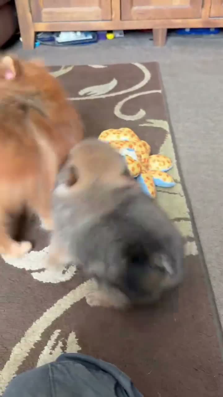 Pomeranian dogs for sale: Two Exquisite Pomeranian Puppies  in Ammanford - Video 2