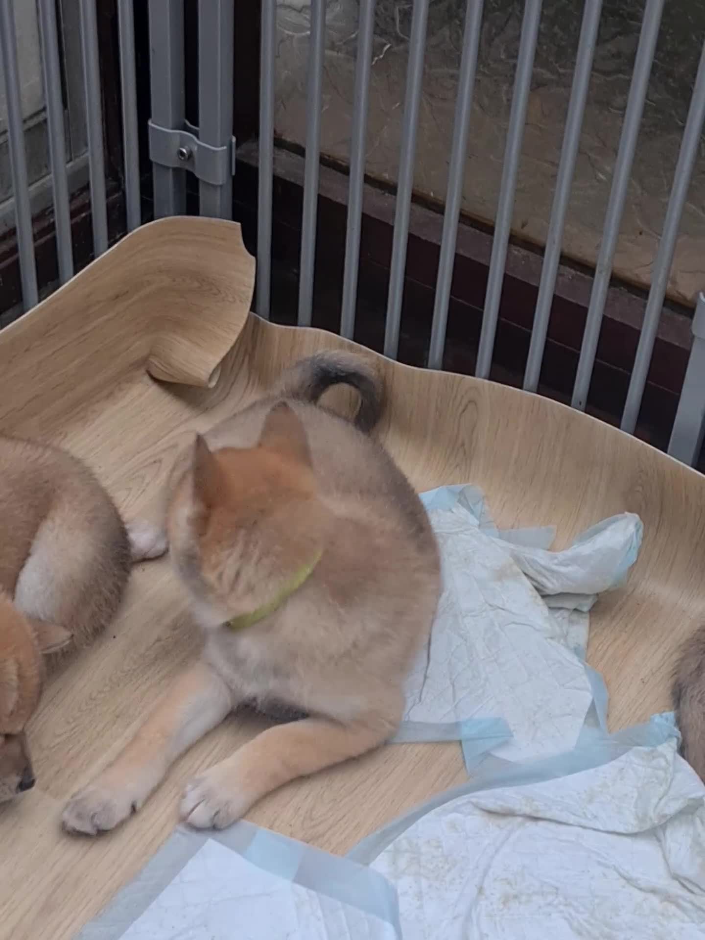 Mixed Breed dogs for sale: Czech Wolfdog × Akita/Malamute Puppies - Video 2