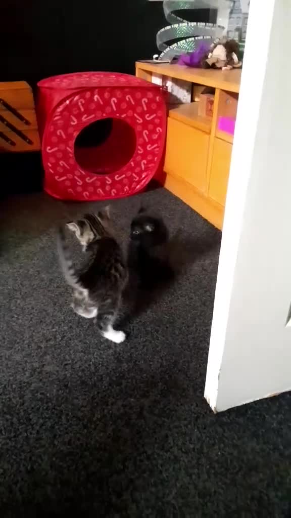 Mixed Breed cats for sale: Male tabby 8 weeks old kitten  - Video 1