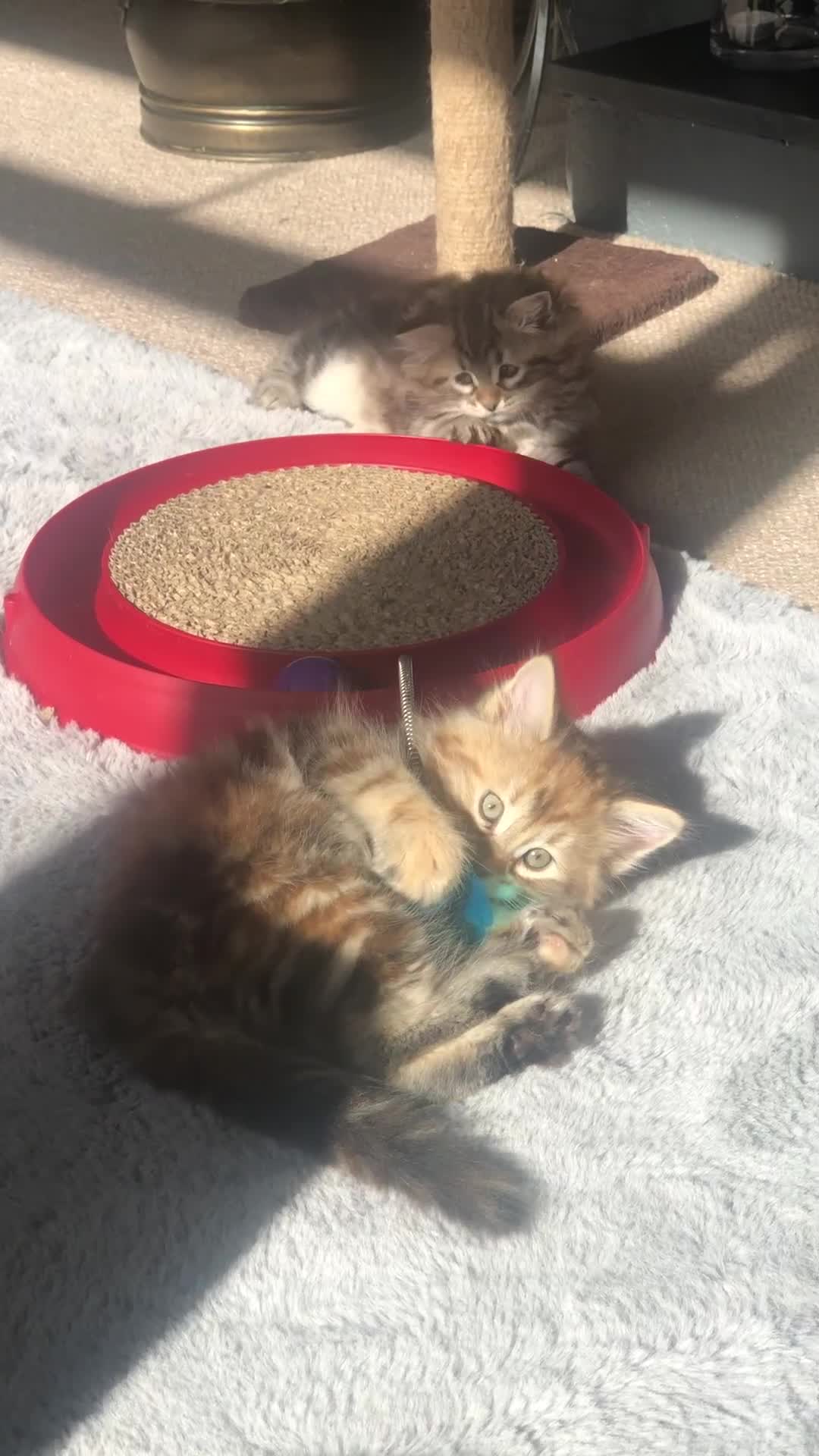 Siberian cats for sale: GCCF registered Pedigree Siberian Kitten - Video 1