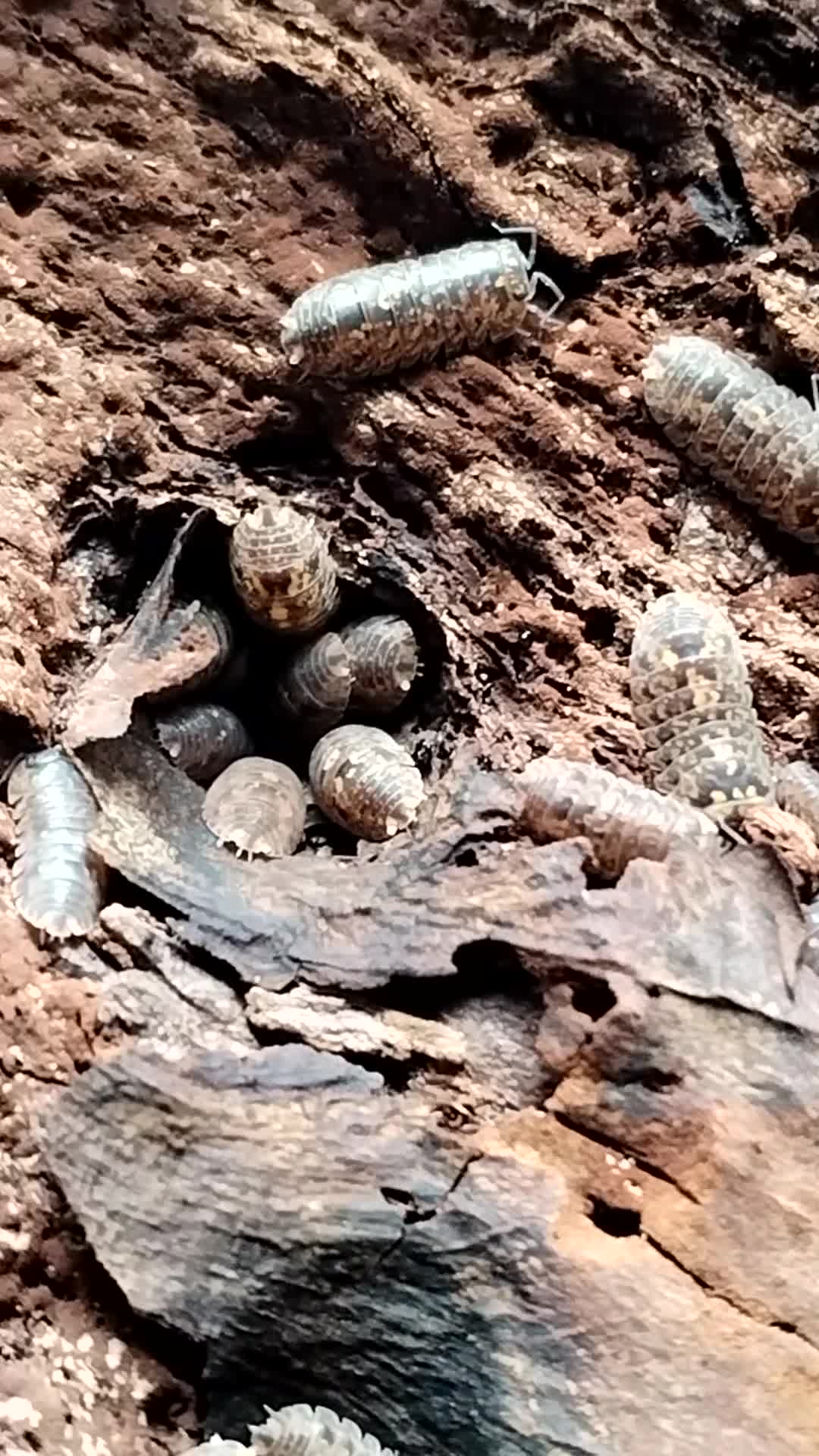 Isopods invertebrates for sale: Isopods Cubaris Ardentiella Sinodillo Spherillo  in Telford - Video 1