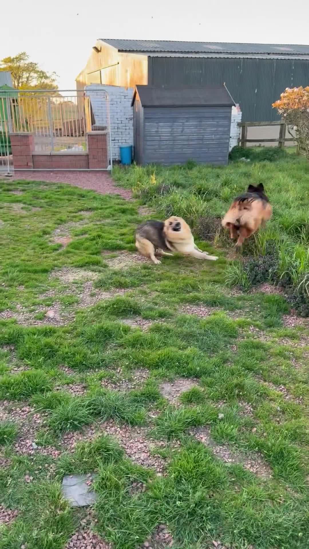 German Shepherd dogs for sale: GLENCONNER GERMAN SHEPHERDS - Video 1