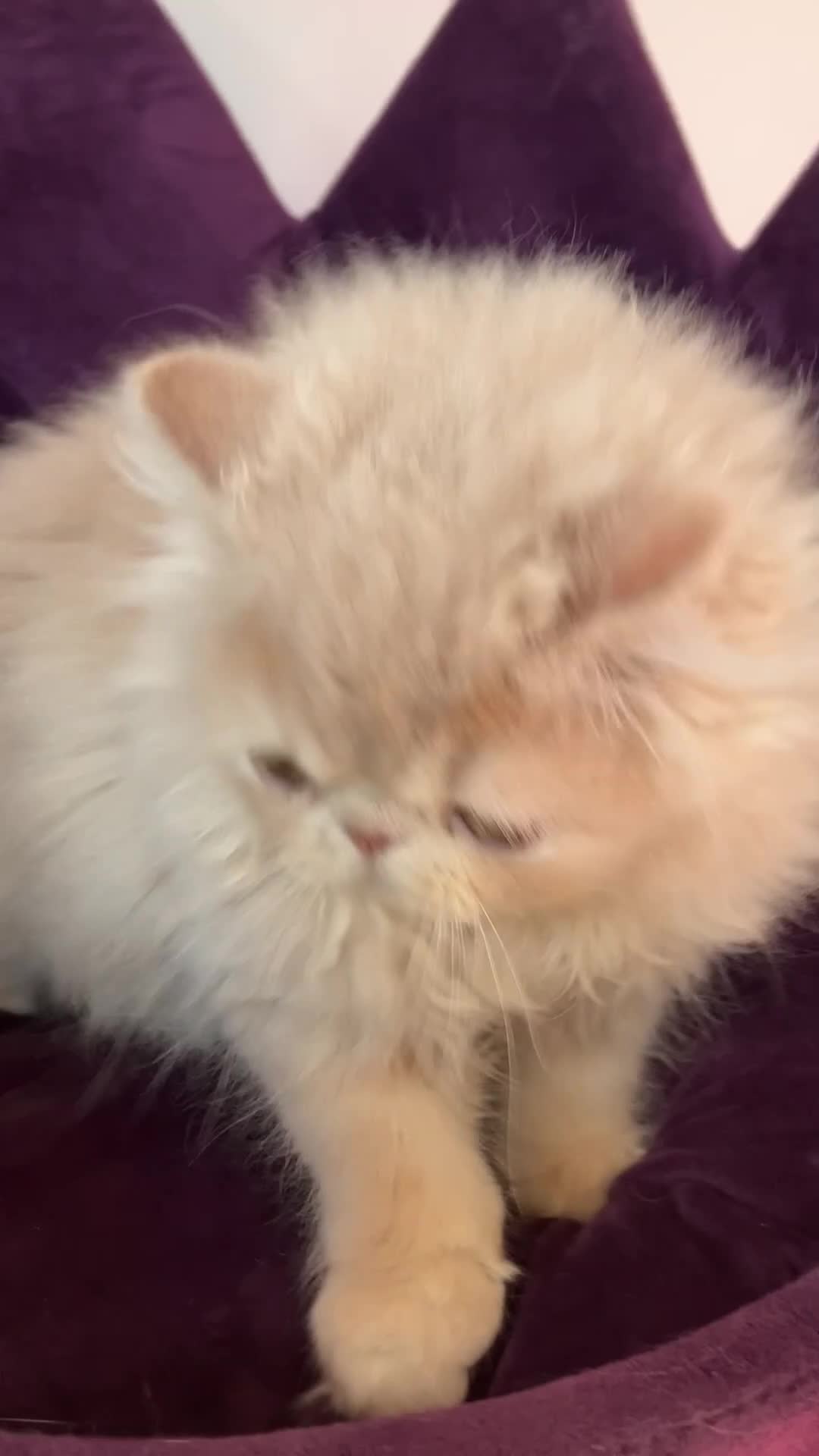 Persian cats for sale: Noushafarin GCCF hobby breeder - Video 2