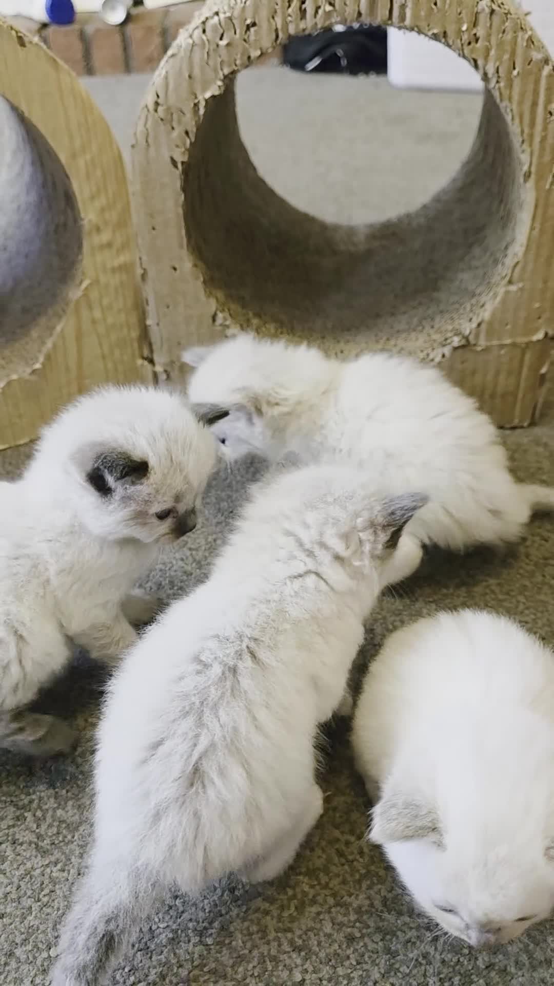 Ragdoll cats for sale: Gorgeous ragdoll kittens  - Video 3