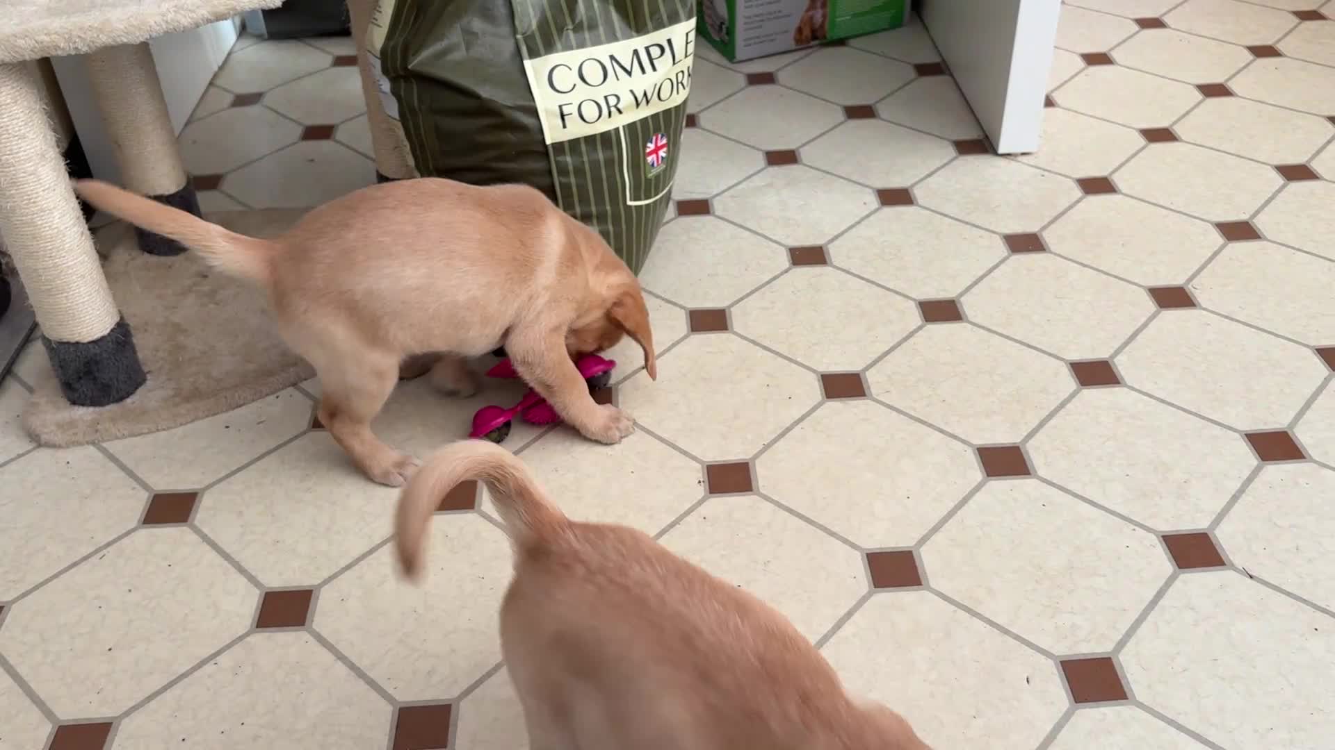 Labrador Retriever dogs for sale: Beautiful Labrador Puppies for Sale - Video 3