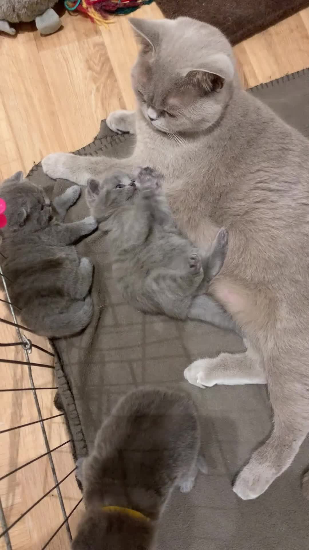 British Shorthair cats for sale: 1 Boy Left-GCCF Pedigr Pure Blue British Shorthair - Video 4