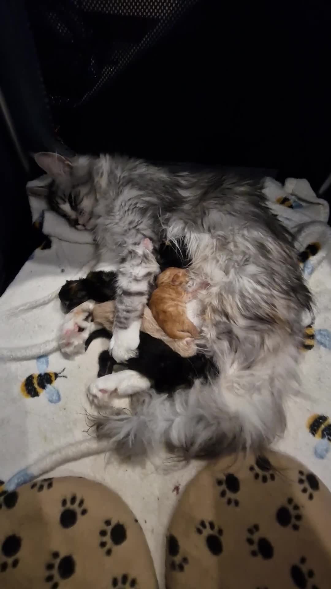 Maine Coon cats for stud: XL Handsome Tica Champion Stud available  - Video 4