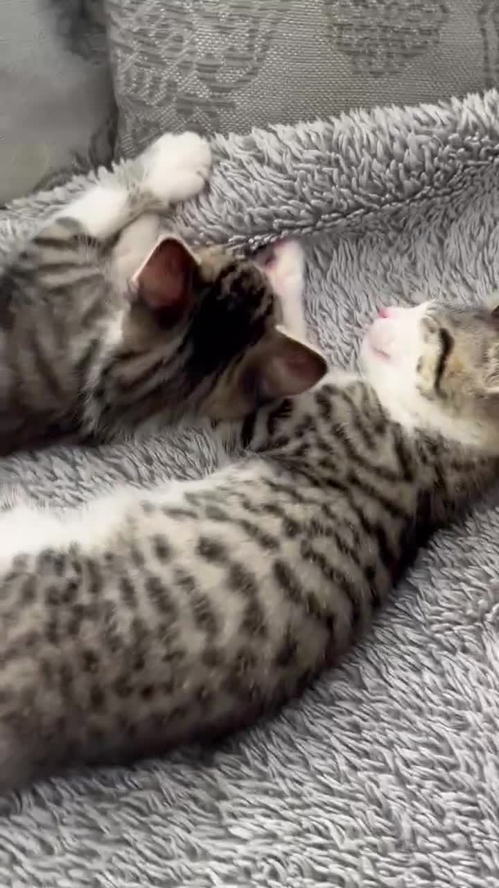 Mixed Breed cats for sale: 3 beautiful tabby kittens remaining 🥹 - Video 4