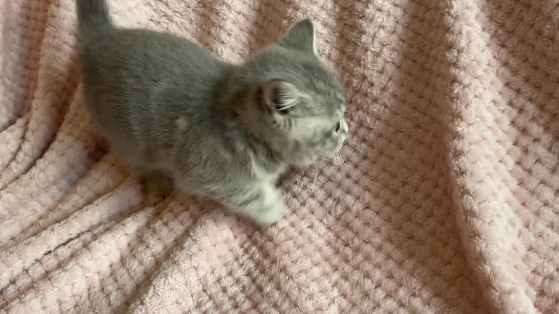 British Shorthair cats for sale: One male and one female remain - Video 4