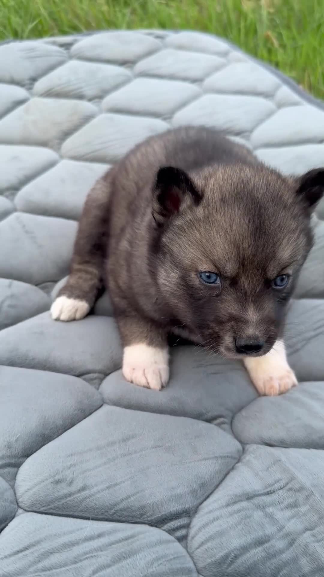 Siberian Husky dogs for sale: Gorgeous Siberian Husly puppies  - Video 2