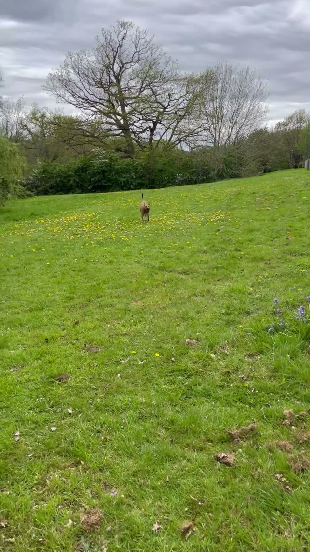 Mixed Breed dogs for sale: Bramley  in Dorking - Video 1