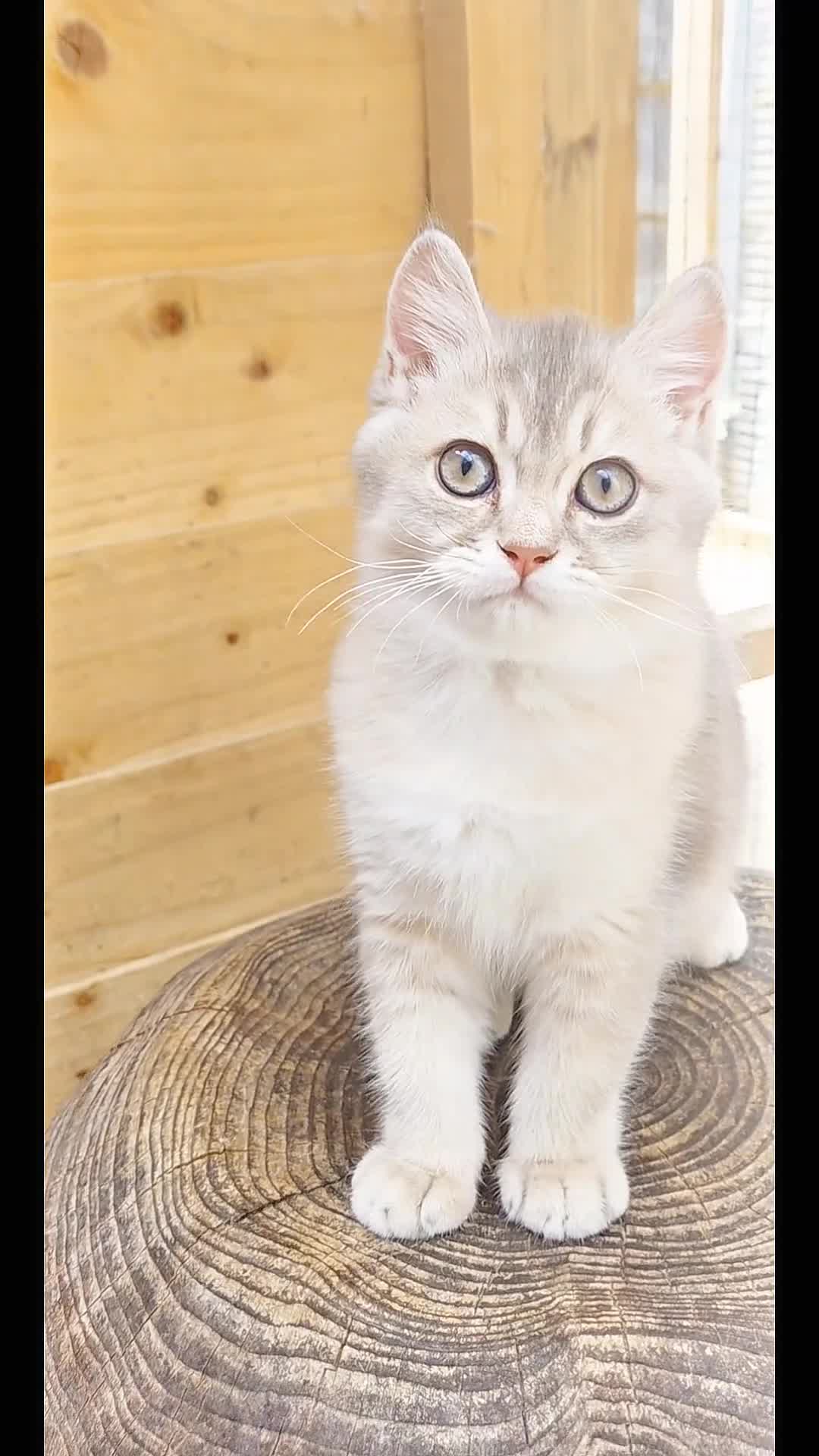 British Shorthair cats for sale: 💎 Blue Golden Sweetie 🍬🧸Ready to leave now 🥰🏡 - Video 2