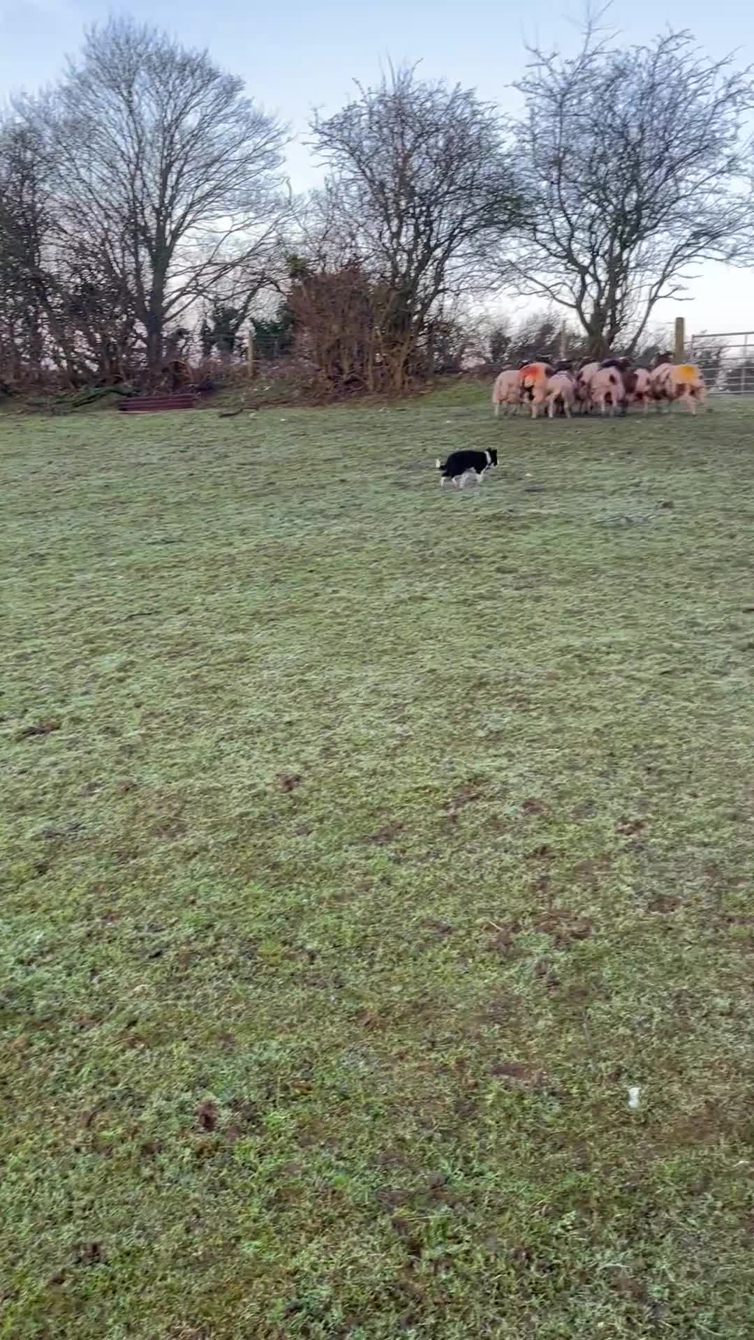 Border Collie dogs for sale: 18month ISDS Reg B&W Collie, looking for a job - Video 2