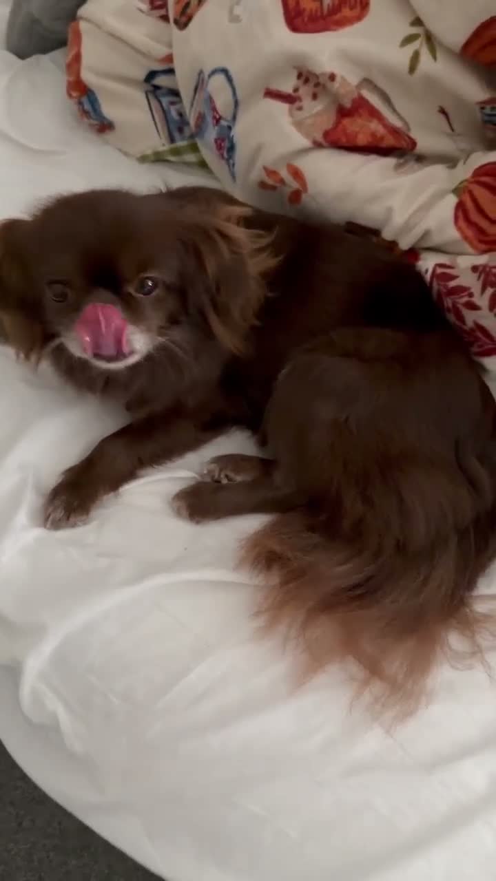 Mixed Breed dogs for sale: Beautiful Pekingese x chihuahua female  in Saint Helens - Video 1