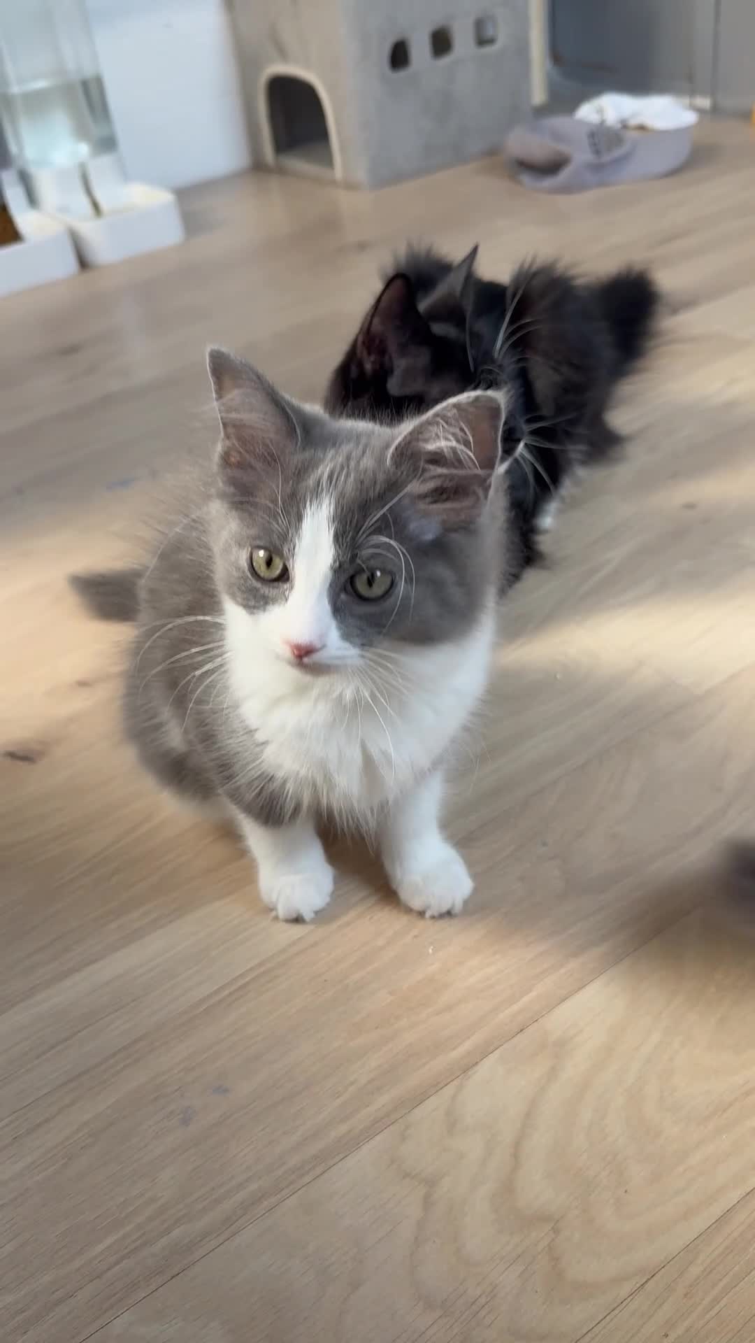 Mixed Breed cats for sale: Beautiful Long-Haired Ragdoll Cross Kitten - Video 2