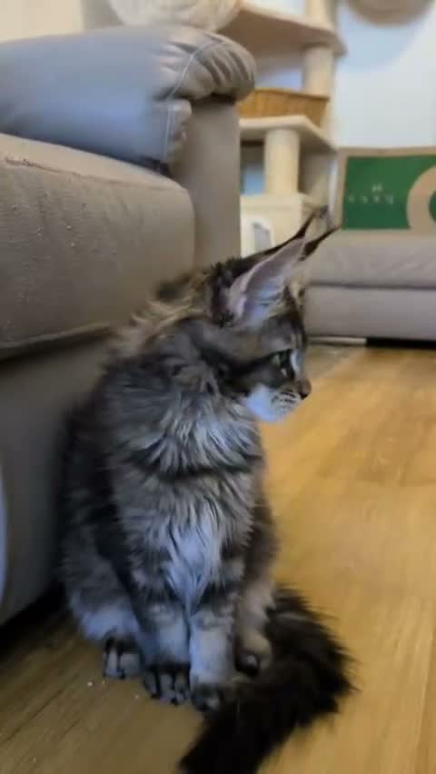 Maine Coon cats for sale: 🌟TICA🌟 reg pure maine coons - Video 3