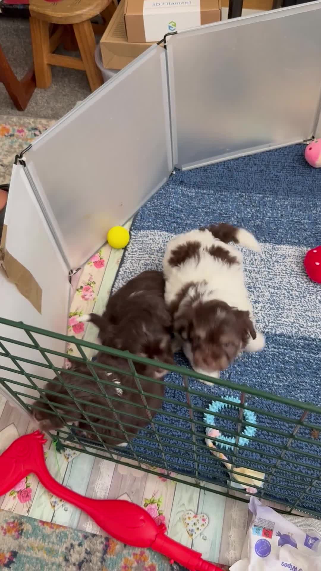 Mixed Breed dogs for sale: Lhasa Apso x Chihuahua x babies - Video 2