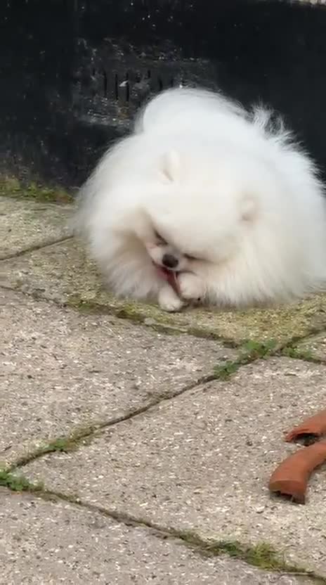 Pomeranian dogs for sale: Two Lovely Sable Purebred Pomeranian Puppies - Video 1