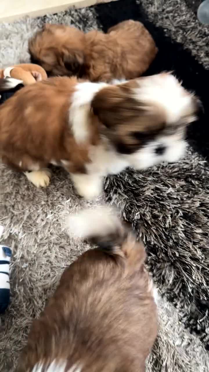 Shih Tzu dogs for sale: Stunning imperial shih tzu puppies  - Video 3