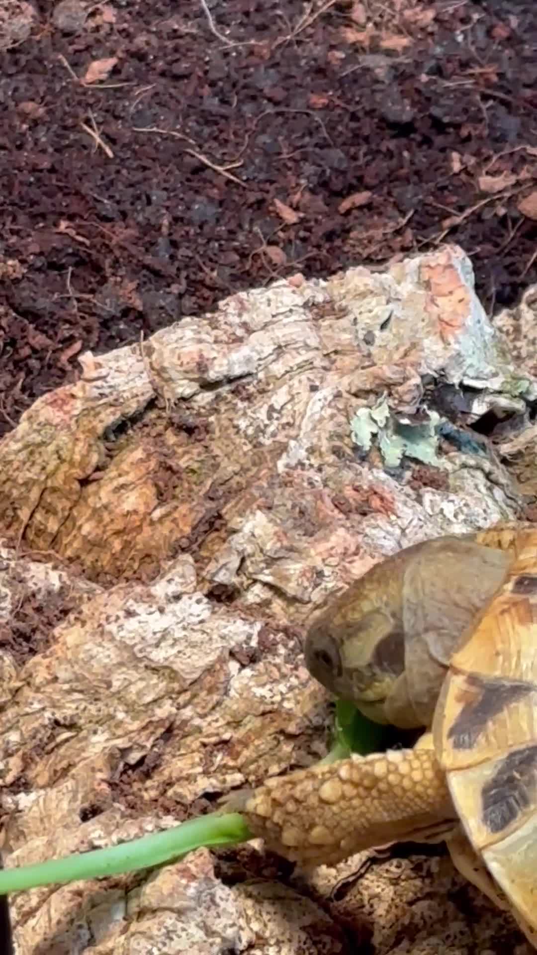 Hermann Tortoise reptiles for sale: Hermann Tortoise - 2.5yrs. COMPLETE SETUP. - Video 5