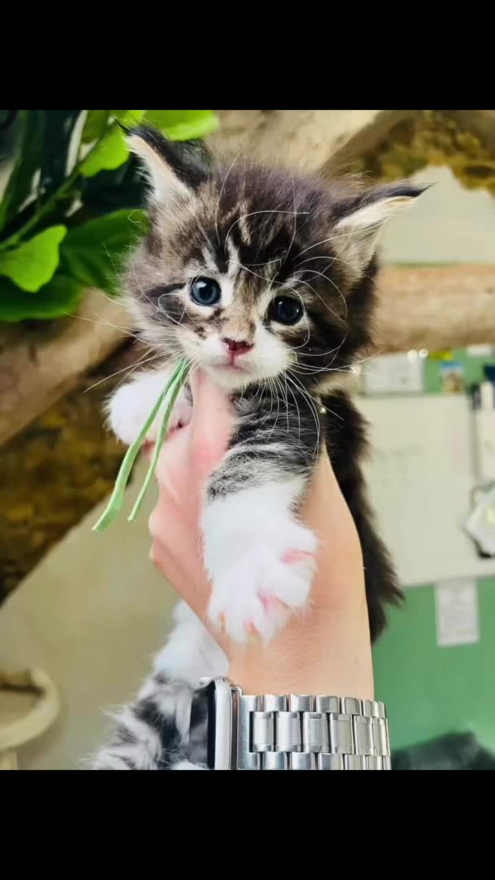 Maine Coon cats for sale: Stunning pedigree Maine coon kittens TICA - Video 2