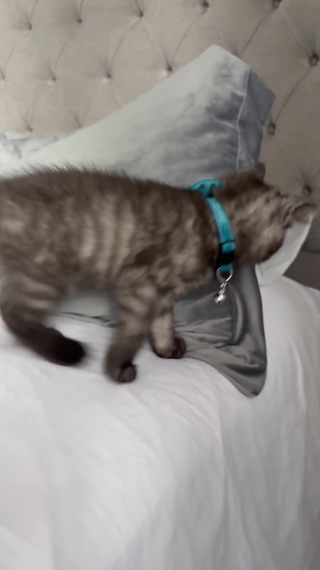 Scottish Fold cats for sale: Scottish fold kittens ready to find new homes - Video 1