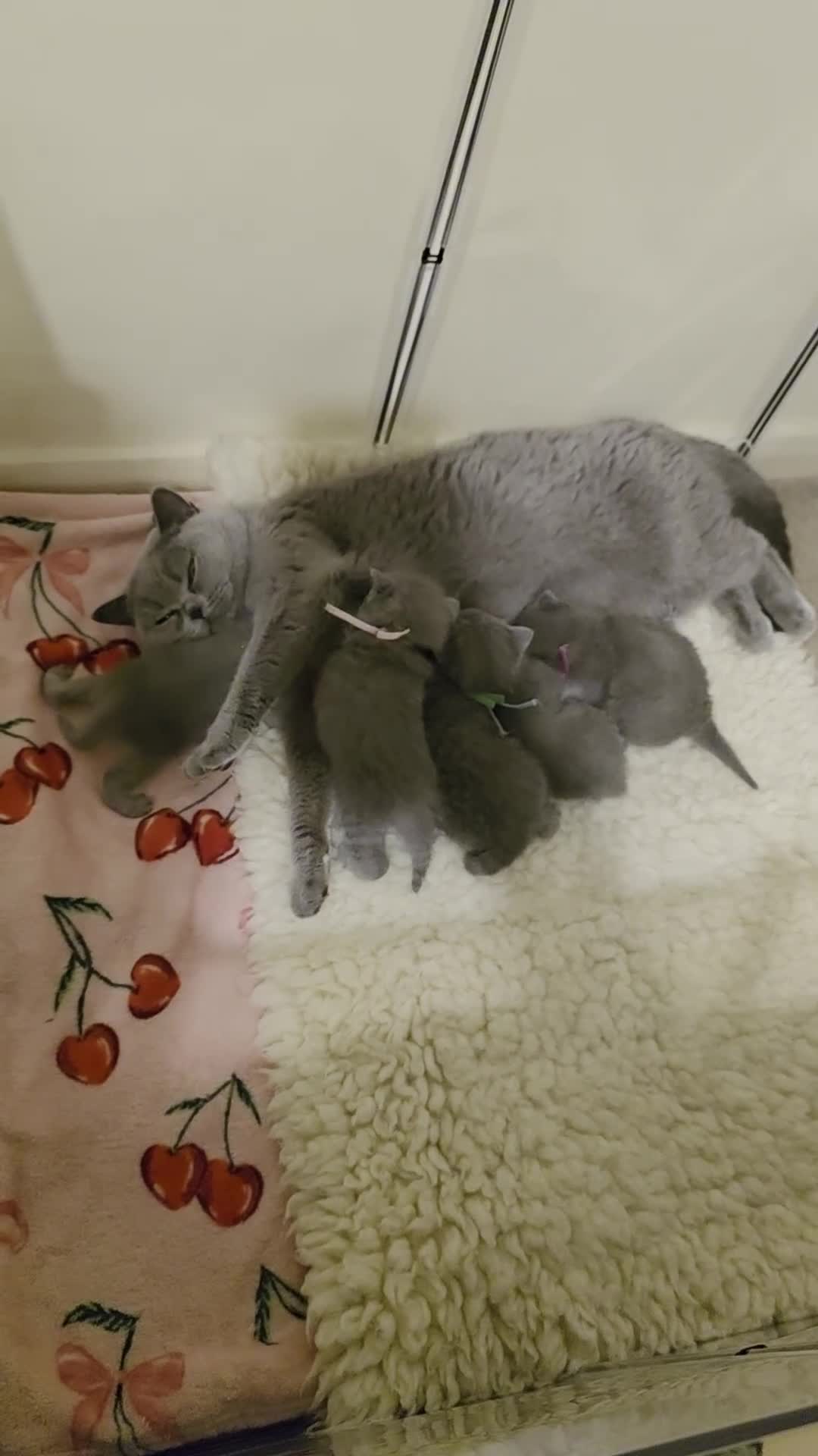 British Shorthair cats for sale: GCCF Registered British Shorthairs - Video 1