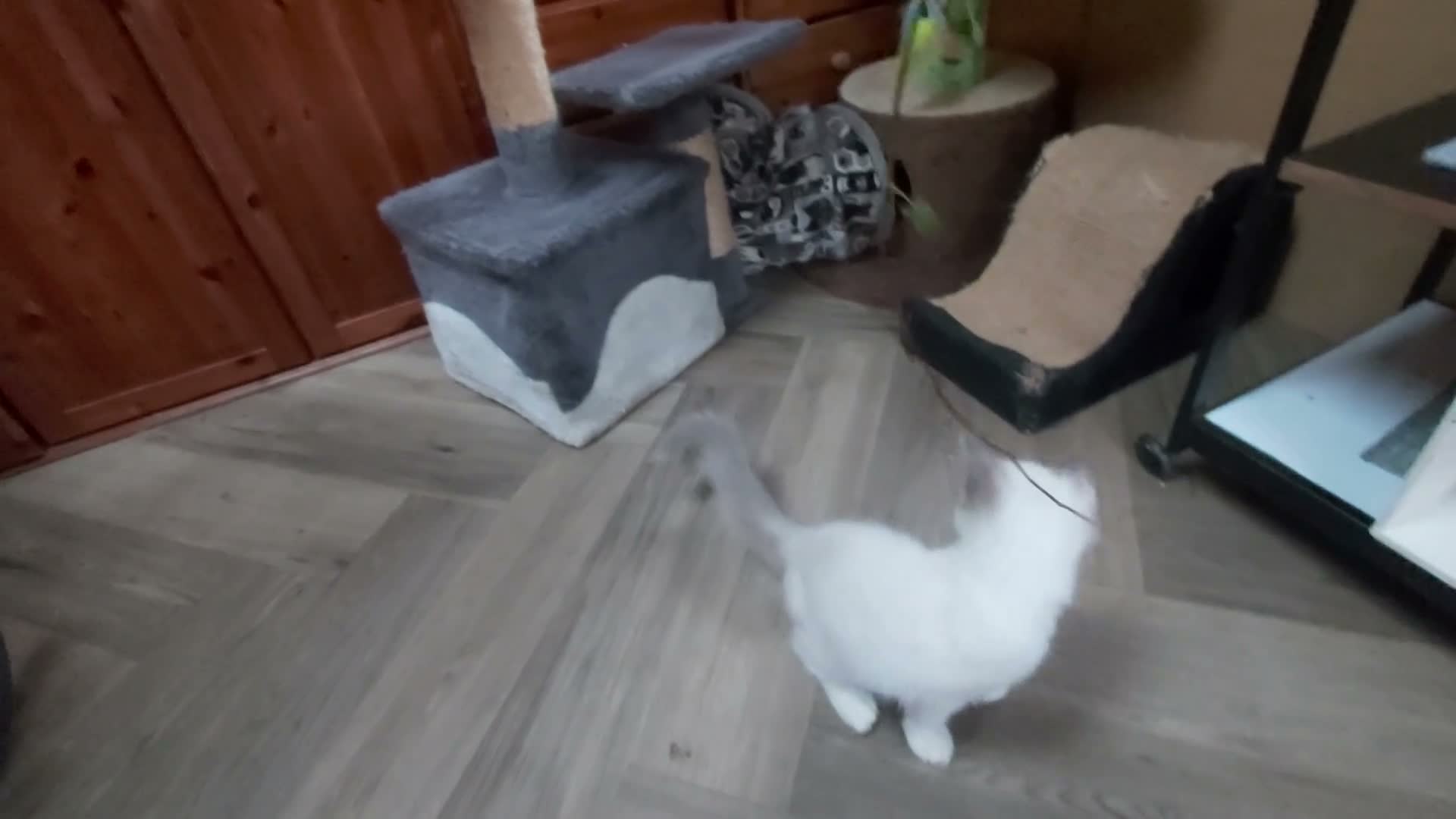 Ragdoll cats for sale: RAGDOLL BICOLOUR GIRL BLUE EYES READY NOW  - Video 2