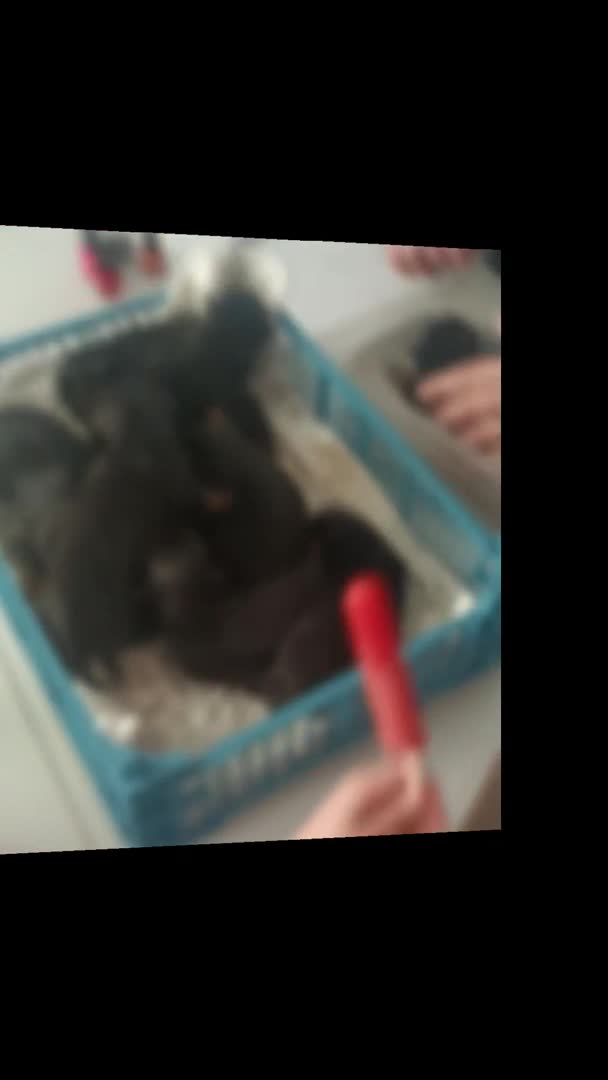 Rottweiler dogs for stud: Rottweiler for stud full pedigree, health tested  in Prescot - Video 4