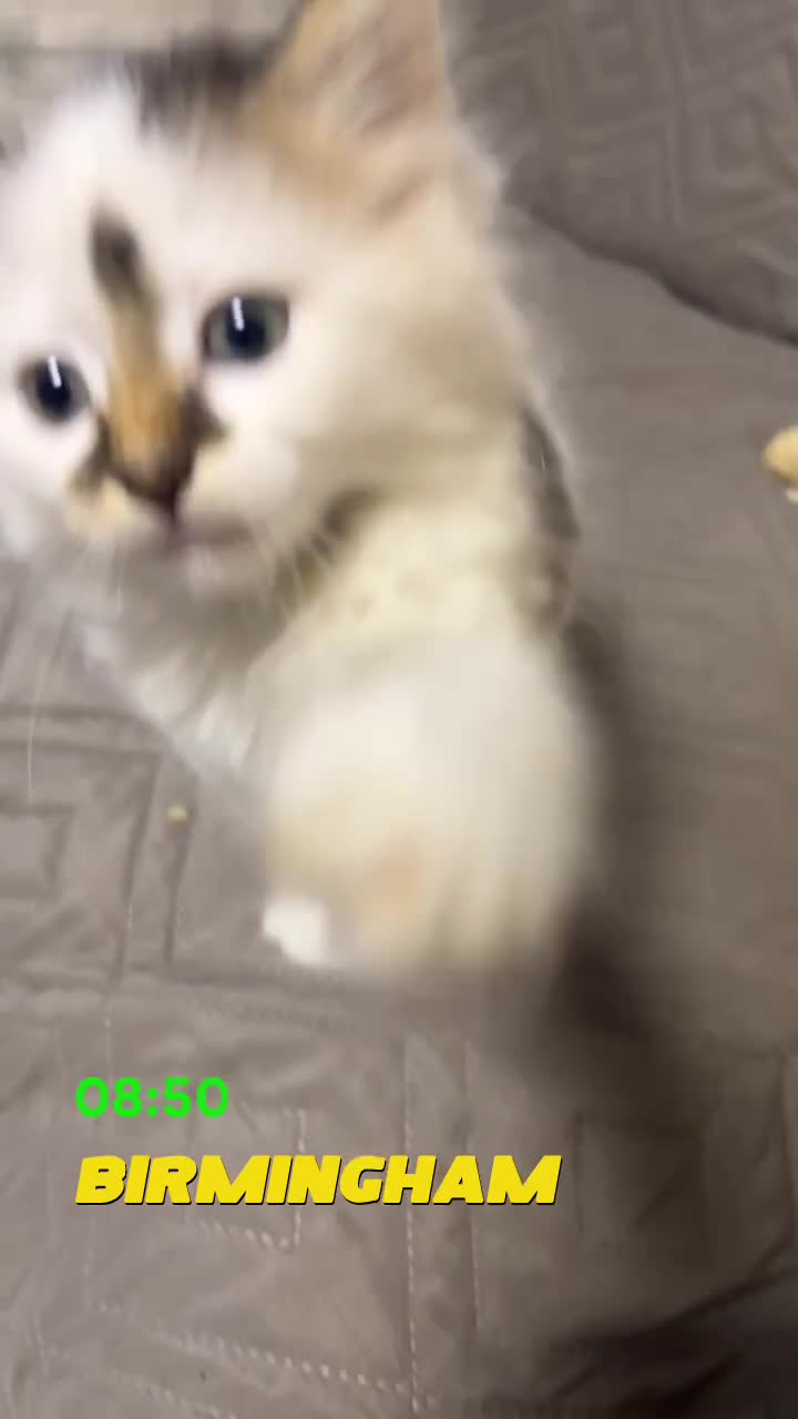 British Longhair cats for sale: girl kitten- playful/amazing personality ! - Video 1