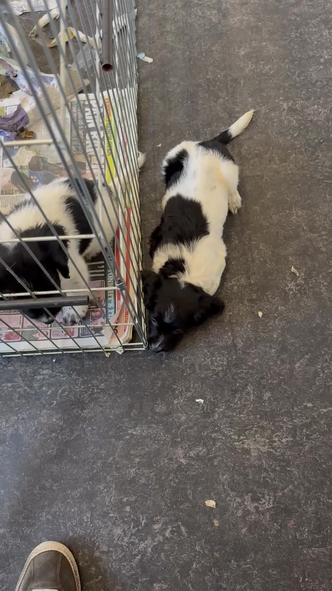 English Springer Spaniel dogs for sale: English Springer spaniel  - Video 2