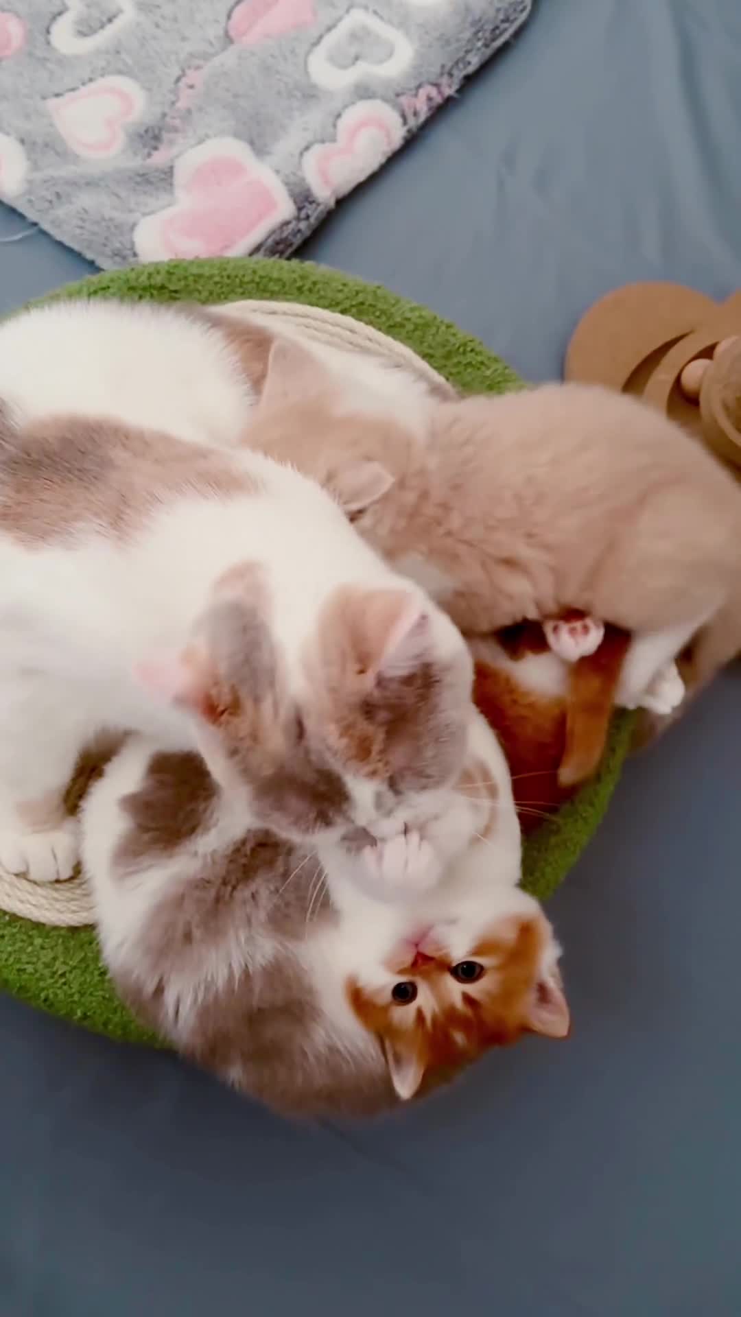 British Shorthair cats for sale: Exceptional British Shorthair Kittens, GCCF& TICA  - Video 1