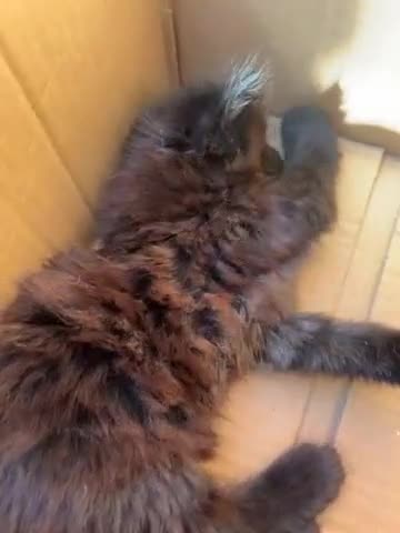 Mixed Breed cats for sale: Black kitten and white&black kitten available  - Video 2