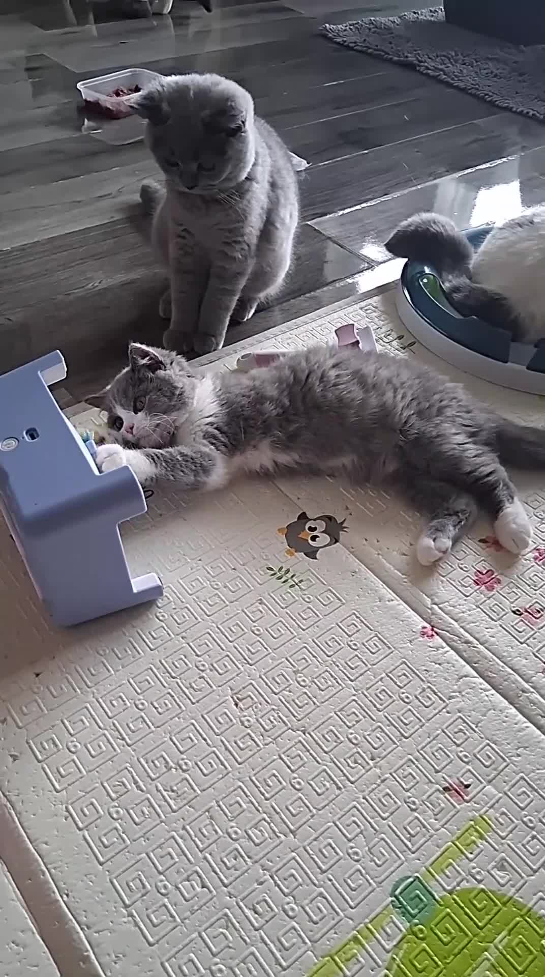 British Shorthair cats for sale:  BRITISH SHORTHAIR - Video 1