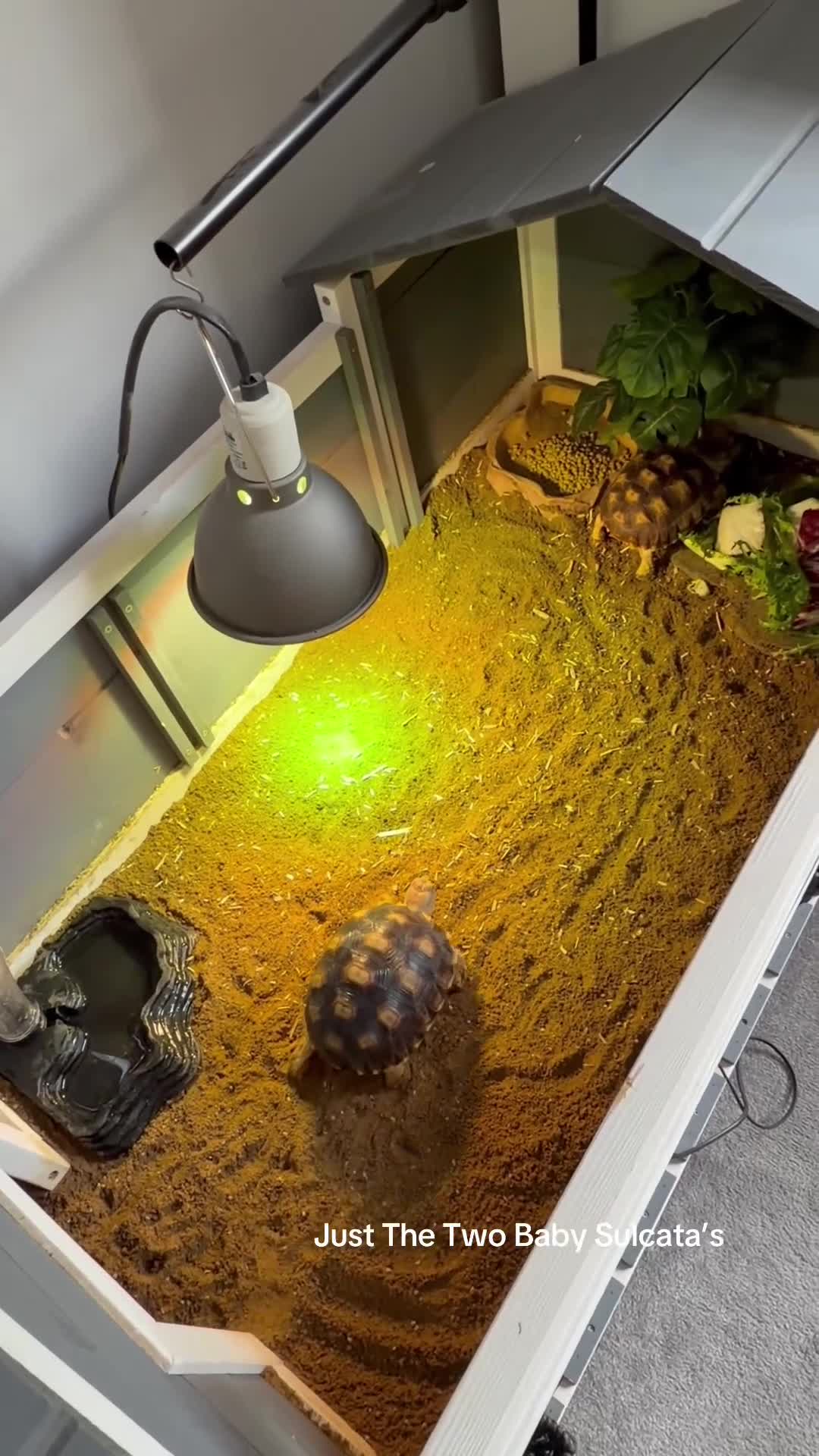 Tortoise reptiles for sale: Two Sulcata tortoises and table for sale  - Video 1