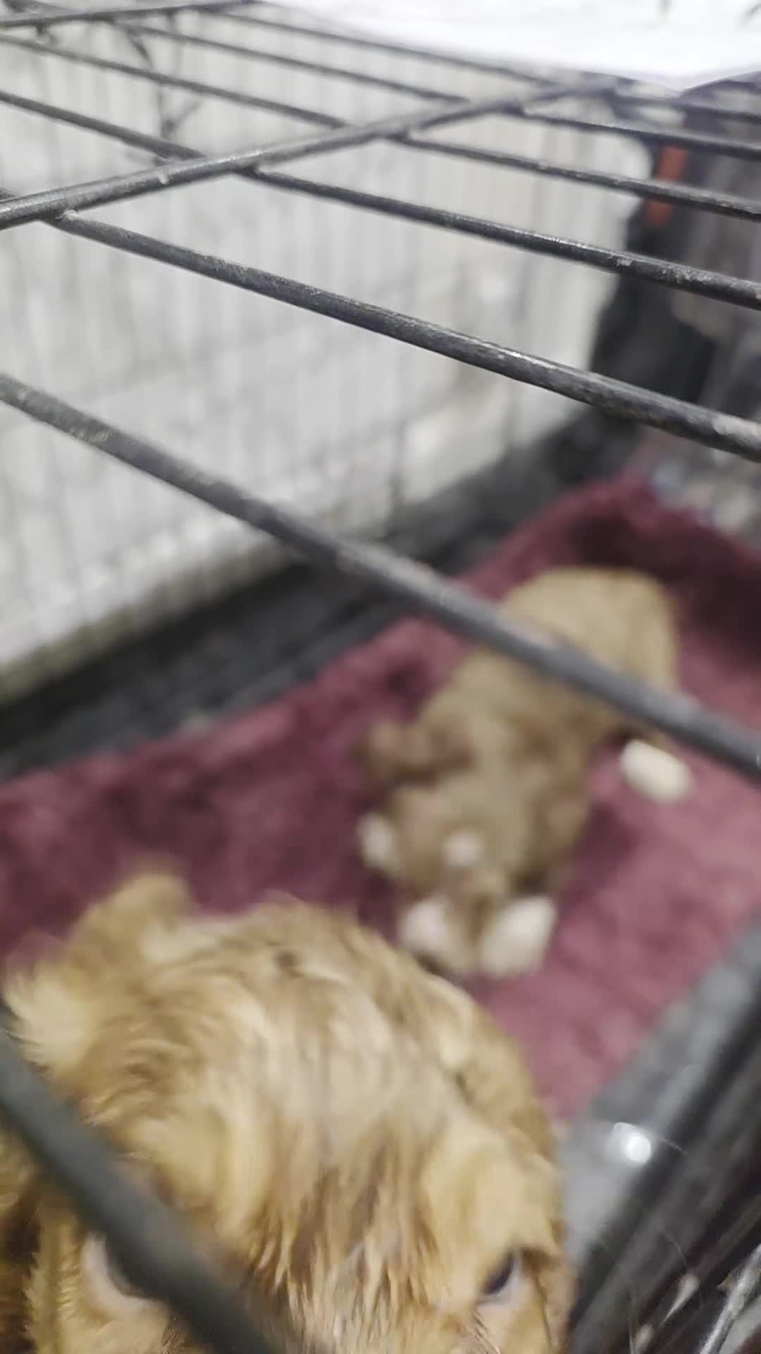 Cocker Spaniel dogs for sale: Working Cocker Spaniel  - Video 1