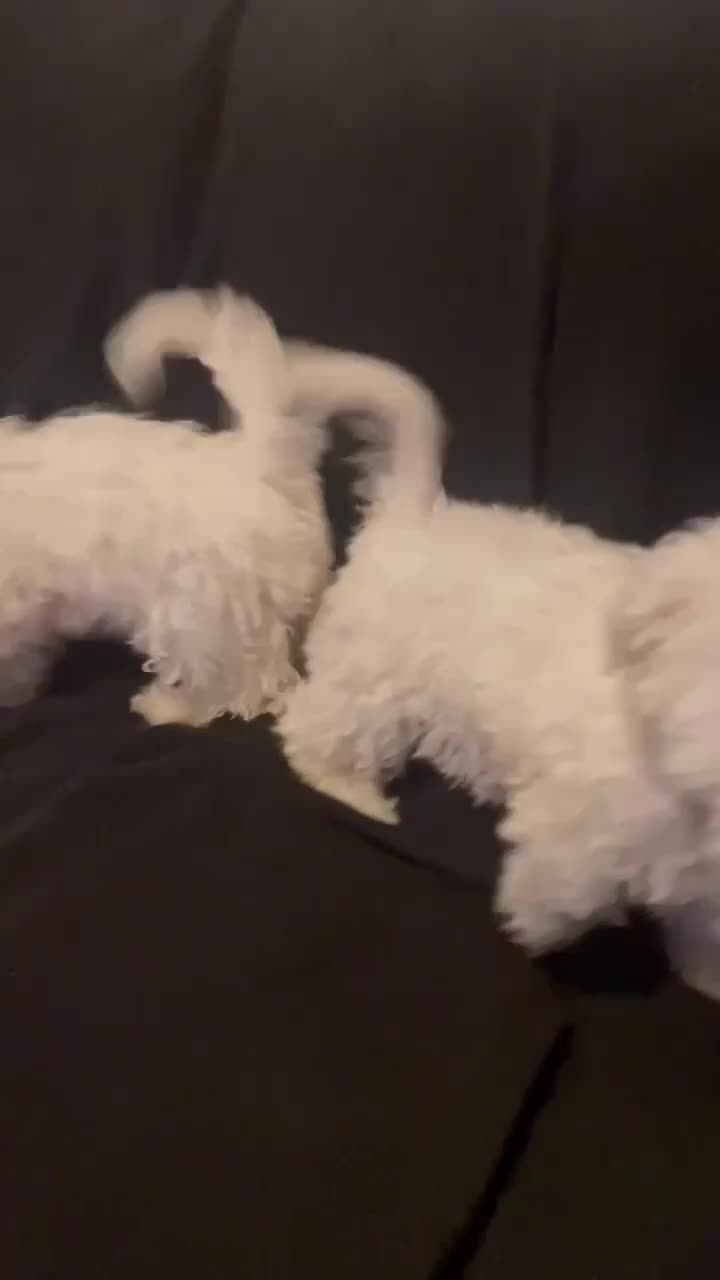 Maltese dogs for sale: Maltese Puppies Girls Ready Now  - Video 2