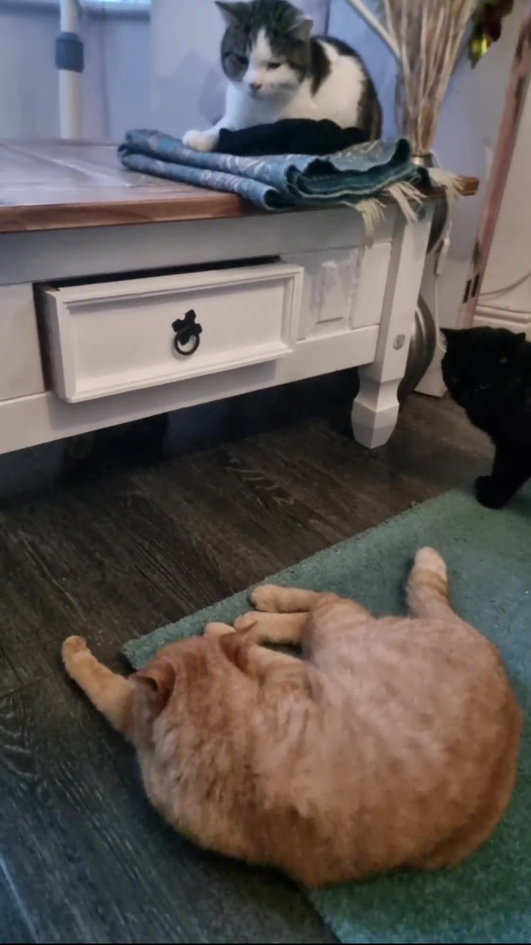 Domestic Shorthair cats for sale: Female cat  - Video 3