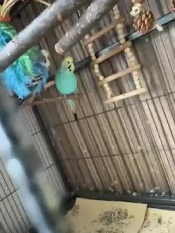 Budgerigars birds for sale: Budgies 2 female 2 male  in Colne - Video 1