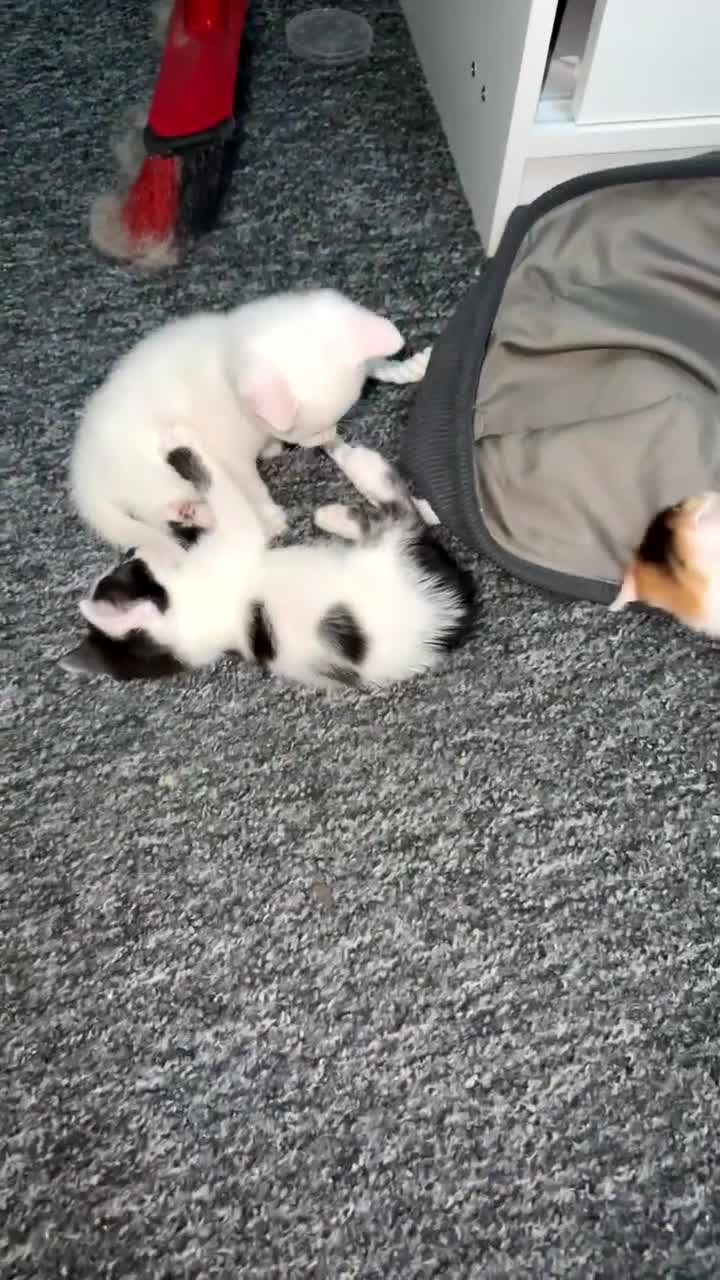 British Shorthair cats for sale: 4 kittens for sale 3 male and 1 female  - Video 1