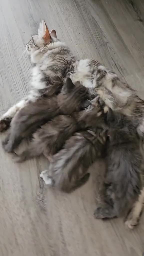 Maine Coon cats for sale: Mainecoon kittens - Video 3