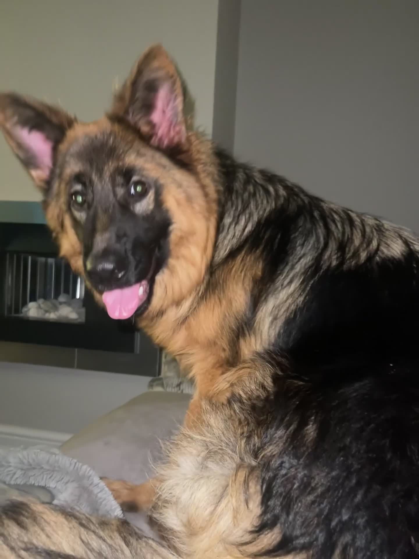 German Shepherd dogs for sale: German Sheppard Female - Video 1