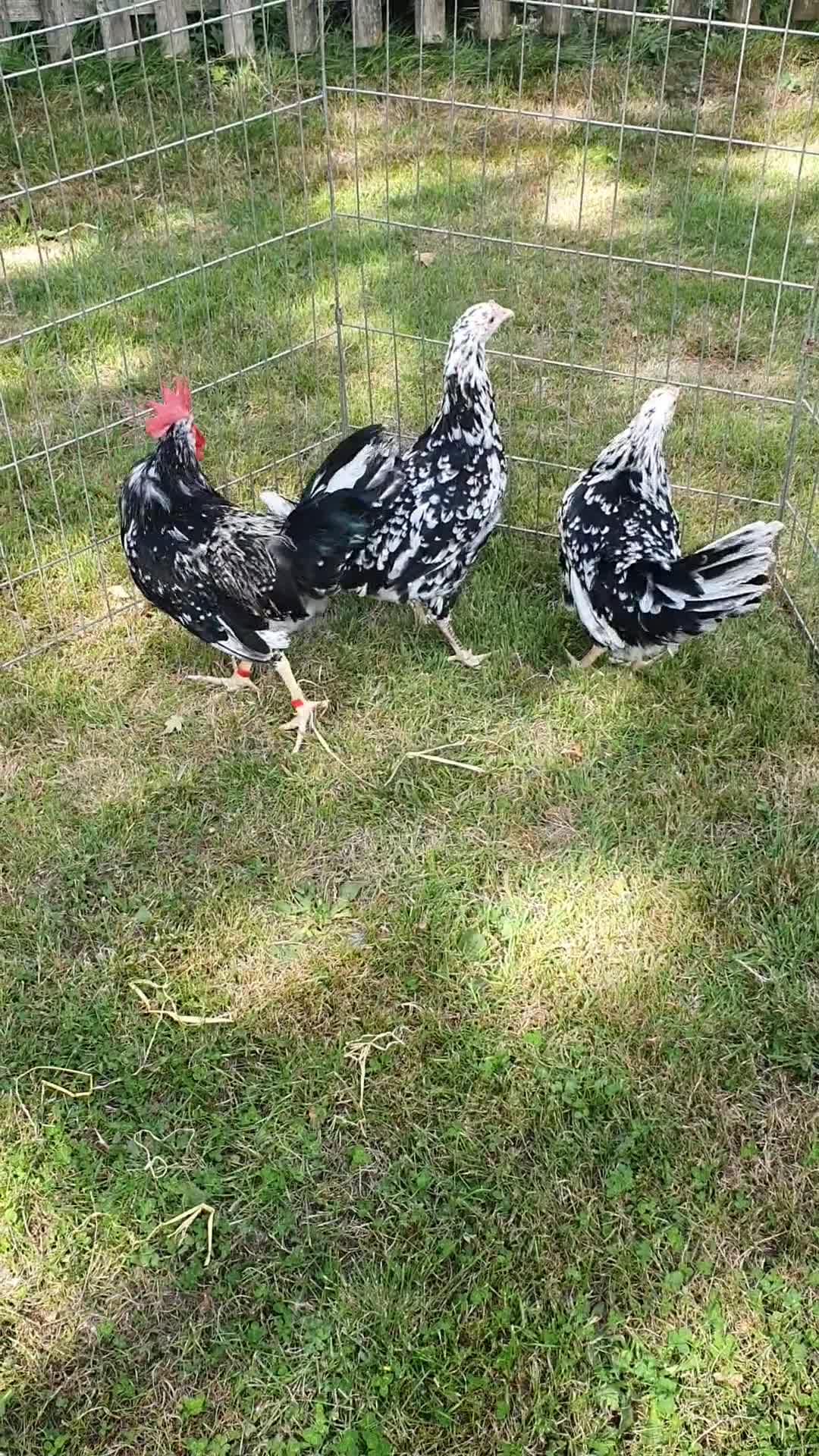 Chickens poultry for sale: Exchequer Leghorn pullets - Video 1