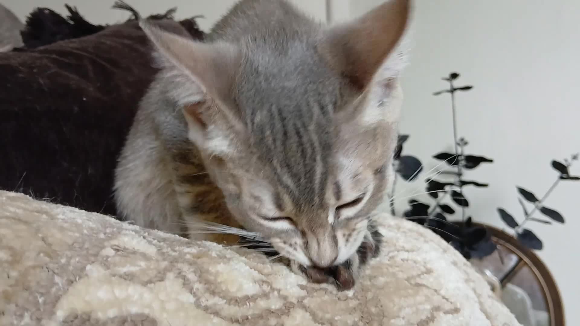 Bengal cats for sale: BLUE Bengal Boy | LAST OF HIS LITTER - Video 1